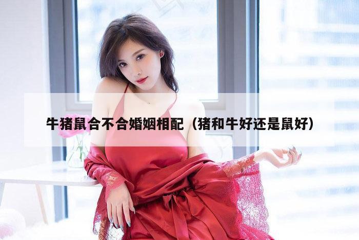 牛猪鼠合不合婚姻相配（猪和牛好还是鼠好）