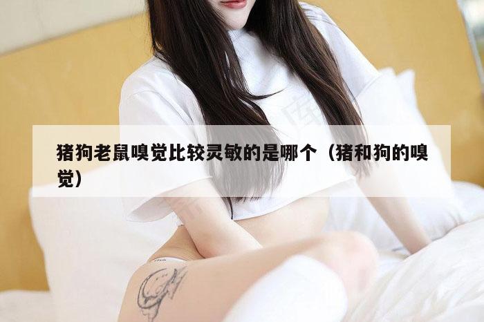 猪狗老鼠嗅觉比较灵敏的是哪个（猪和狗的嗅觉）